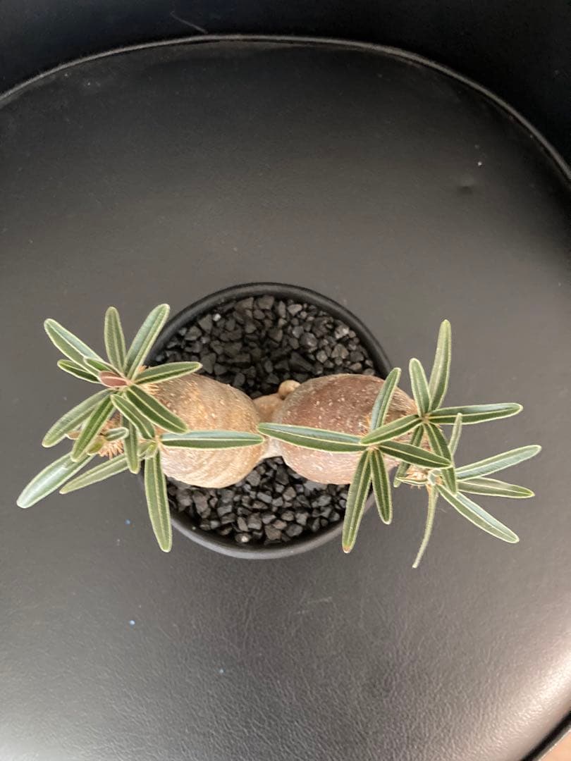 パキポディウムグラキリス　将来有望美形　二頭シンメトリー　発根済み！