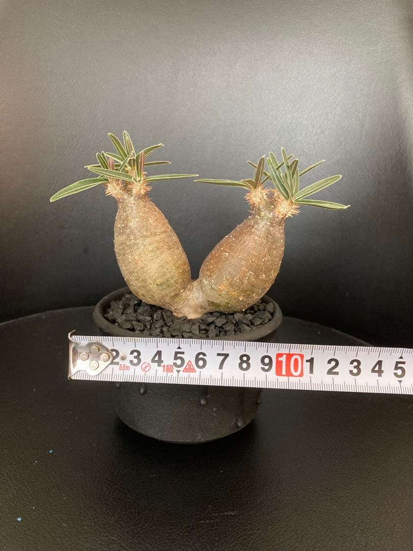 パキポディウムグラキリス　将来有望美形　二頭シンメトリー　発根済み！