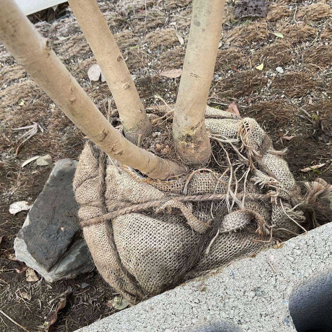 アオダモ 着払い品/ 32 - メルカリ