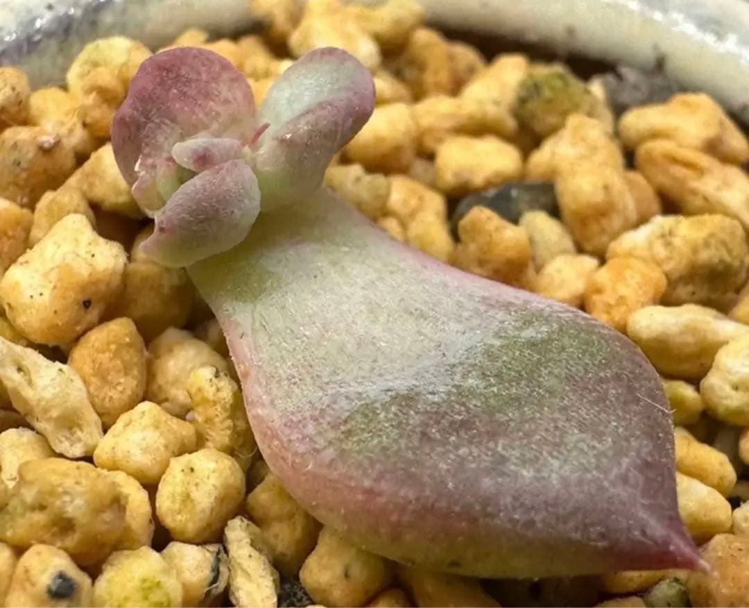 ❤️専用❤️★F✨メルカリ便✨❤️中里リンゼアナ 実生❤️札なし　カット発根管理中♪