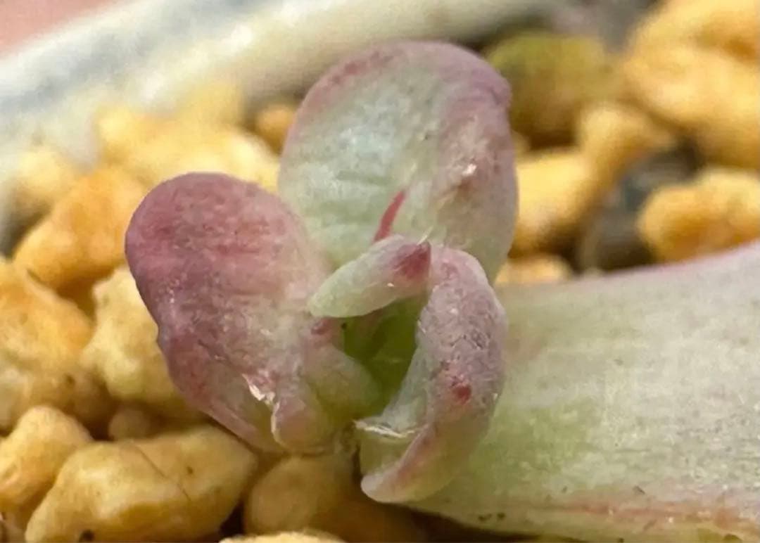 ❤️専用❤️★F✨メルカリ便✨❤️中里リンゼアナ 実生❤️札なし　カット発根管理中♪