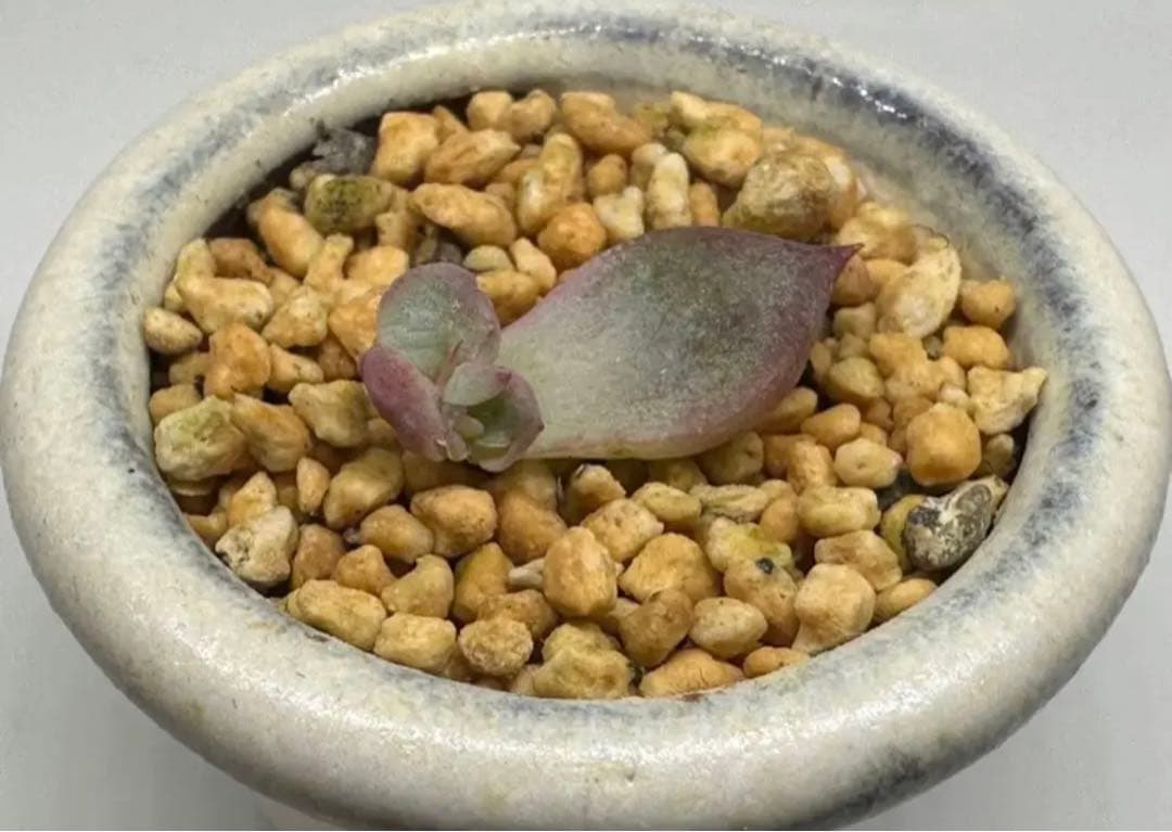 ❤️専用❤️★F✨メルカリ便✨❤️中里リンゼアナ 実生❤️札なし　カット発根管理中♪