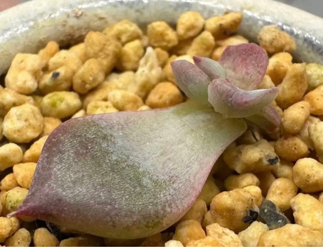 ❤️専用❤️★F✨メルカリ便✨❤️中里リンゼアナ 実生❤️札なし　カット発根管理中♪