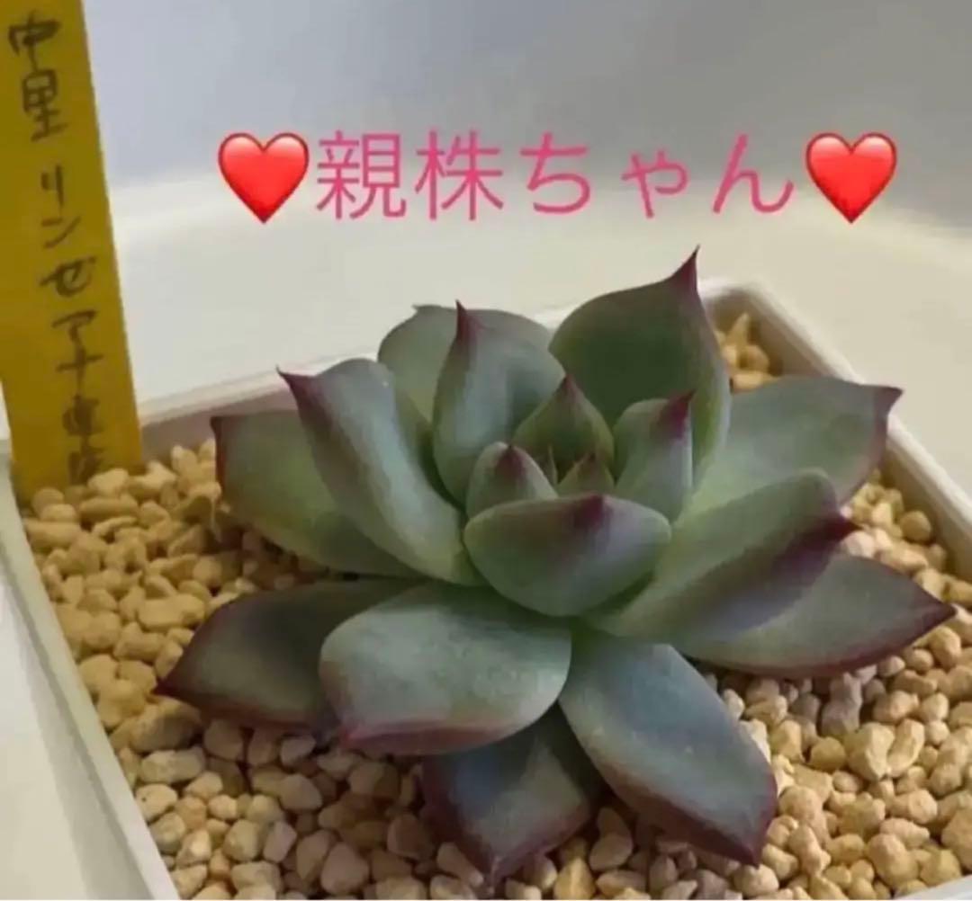 ❤️専用❤️★F✨メルカリ便✨❤️中里リンゼアナ 実生❤️札なし　カット発根管理中♪