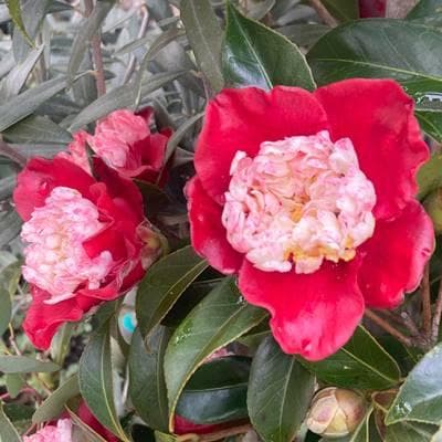 《現品》ツバキ　白芯卜伴（ハクシンボクハン）樹高1.7ｍ（根鉢含まず）13【苗木