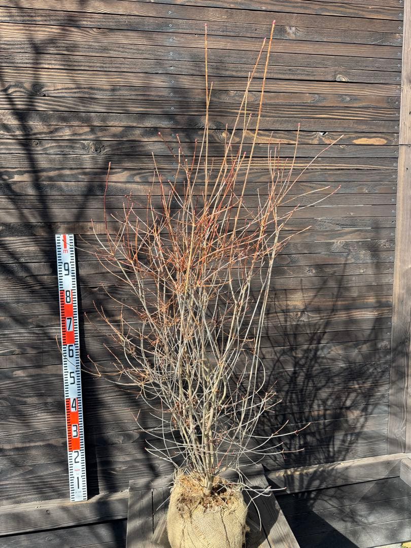 《良形株》ベニドウダンツツジ/大株【現品発送】管理80033