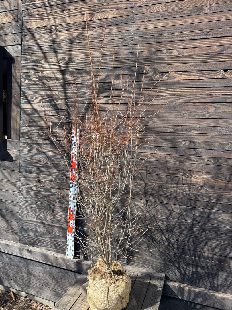 《良形株》ベニドウダンツツジ/大株【現品発送】管理80033