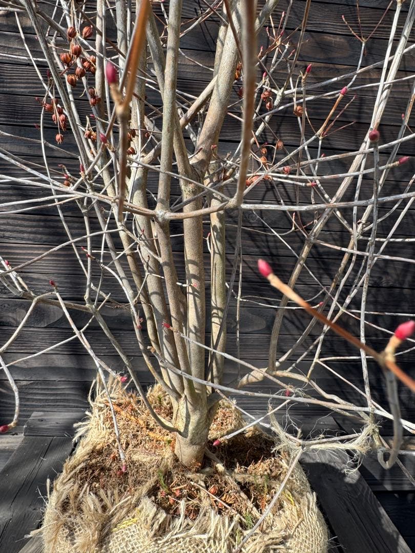 《良形株》ベニドウダンツツジ/大株【現品発送】管理80033