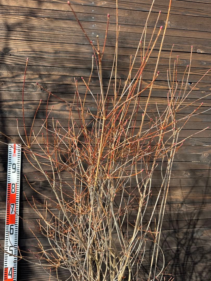 《良形株》ベニドウダンツツジ/大株【現品発送】管理80033