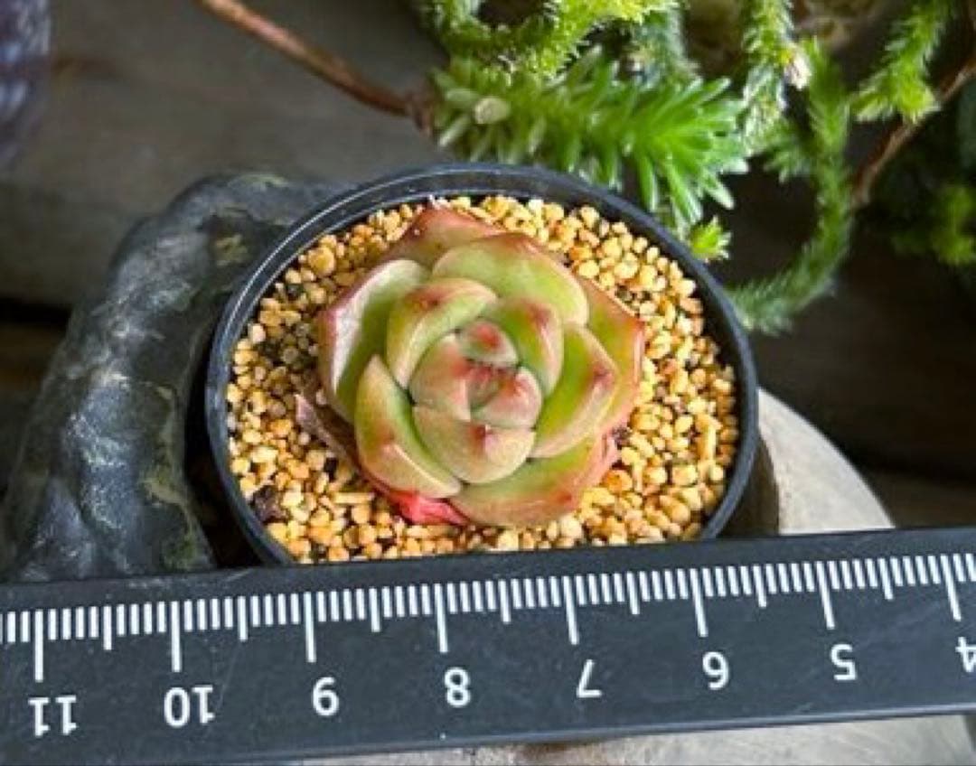 No.532 ❁オレンジライト❁ 抜き苗 多肉植物 寄せ植え