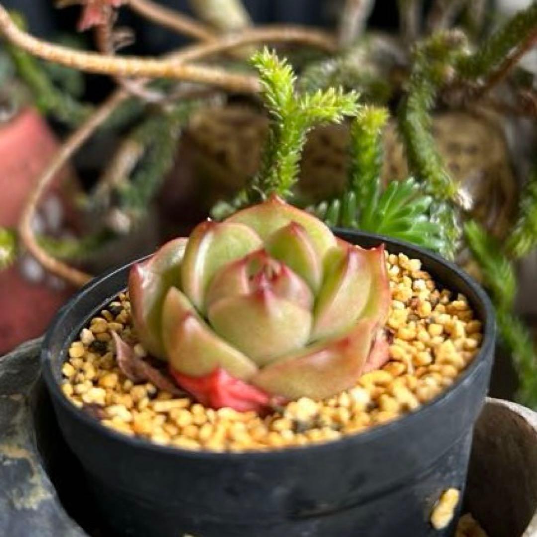 No.532 ❁オレンジライト❁ 抜き苗 多肉植物 寄せ植え