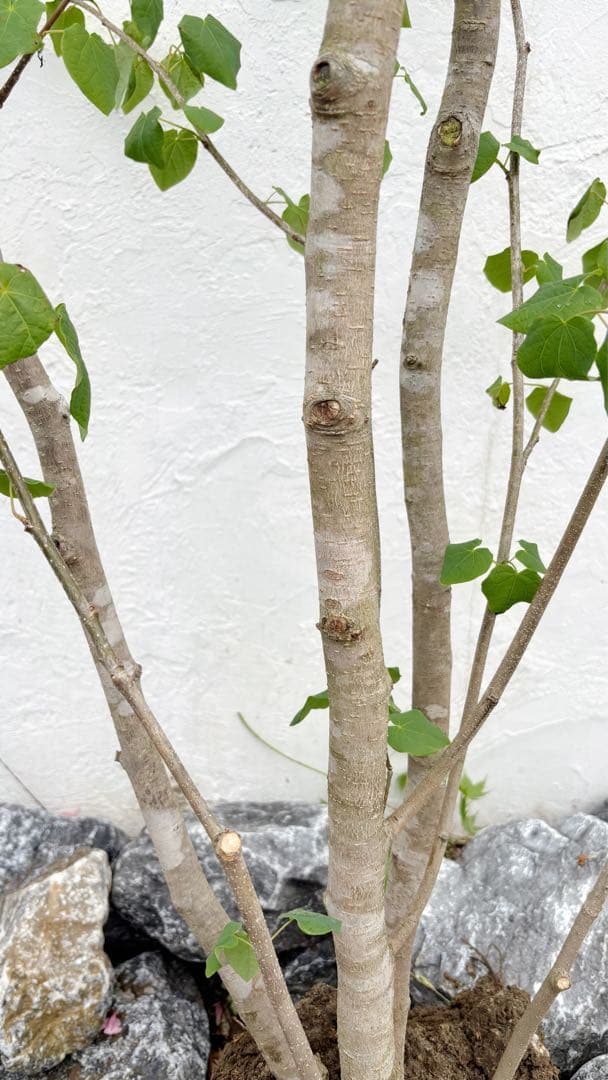 うめリクエスト商品　マルバノキ3.2M(鉢底から)