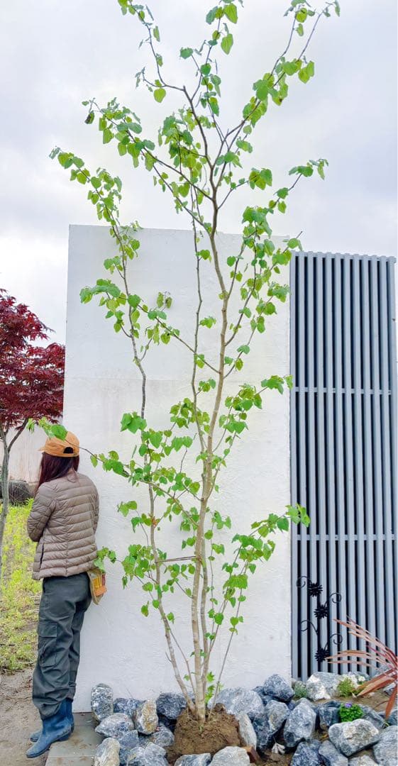 うめリクエスト商品　マルバノキ3.2M(鉢底から)