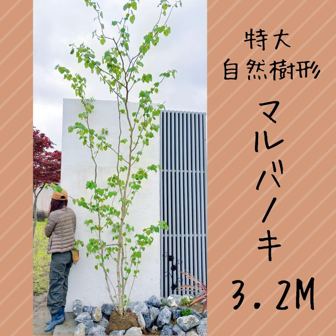 うめリクエスト商品　マルバノキ3.2M(鉢底から)