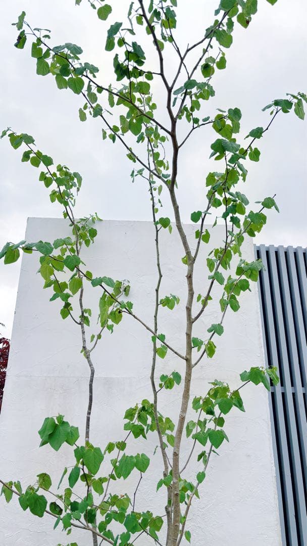 うめリクエスト商品　マルバノキ3.2M(鉢底から)