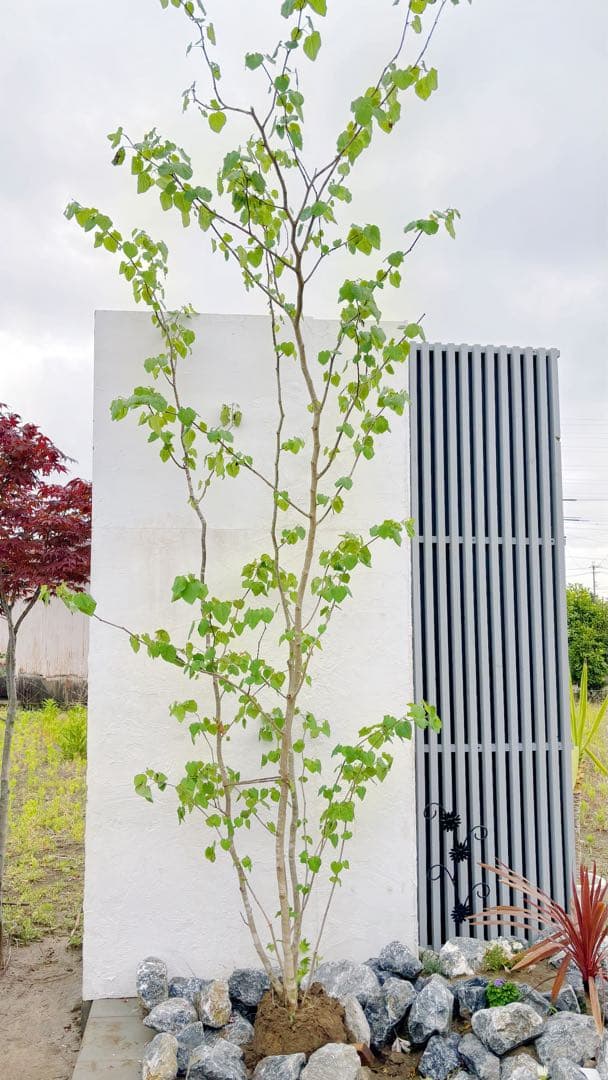 うめリクエスト商品　マルバノキ3.2M(鉢底から)