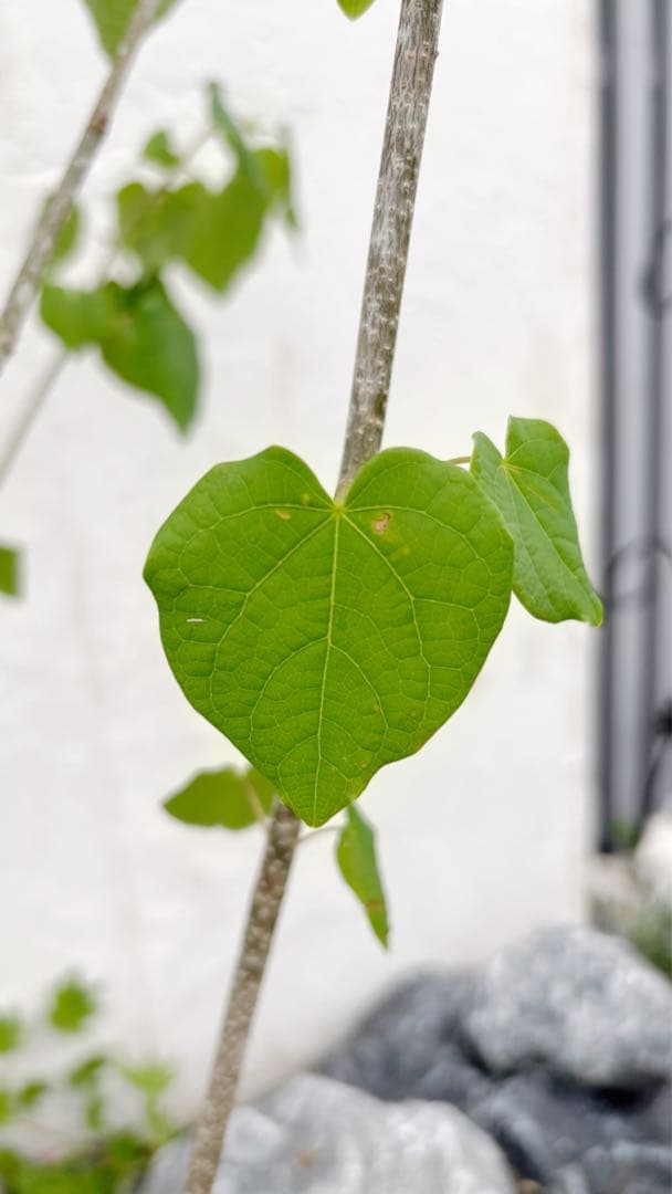 うめリクエスト商品　マルバノキ3.2M(鉢底から)