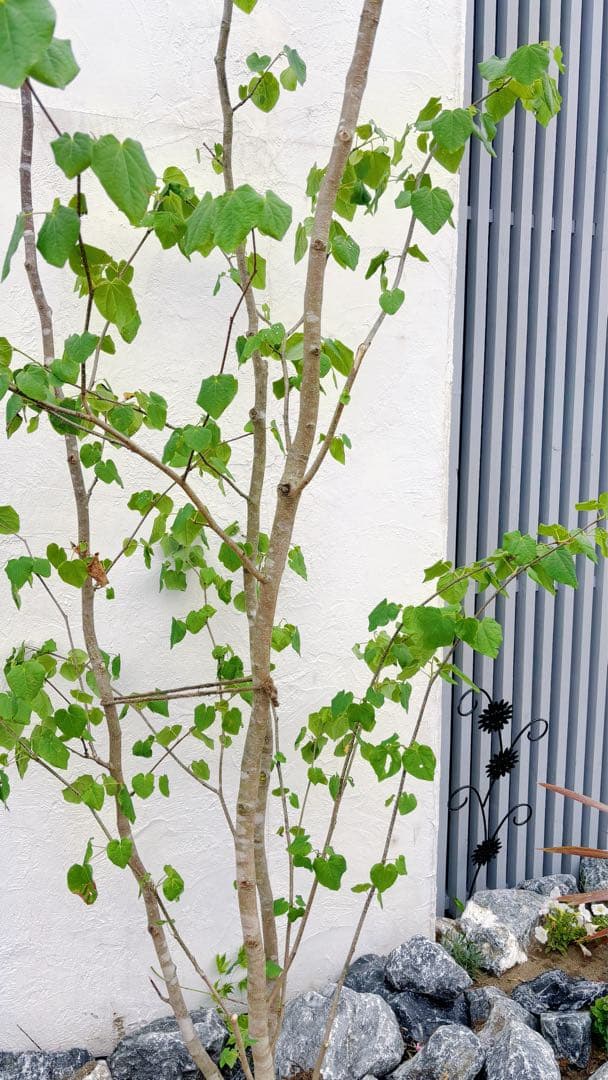 うめリクエスト商品　マルバノキ3.2M(鉢底から)