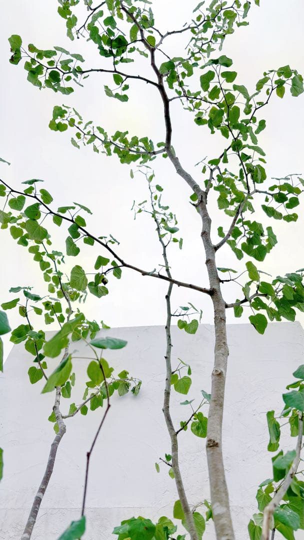 うめリクエスト商品　マルバノキ3.2M(鉢底から)