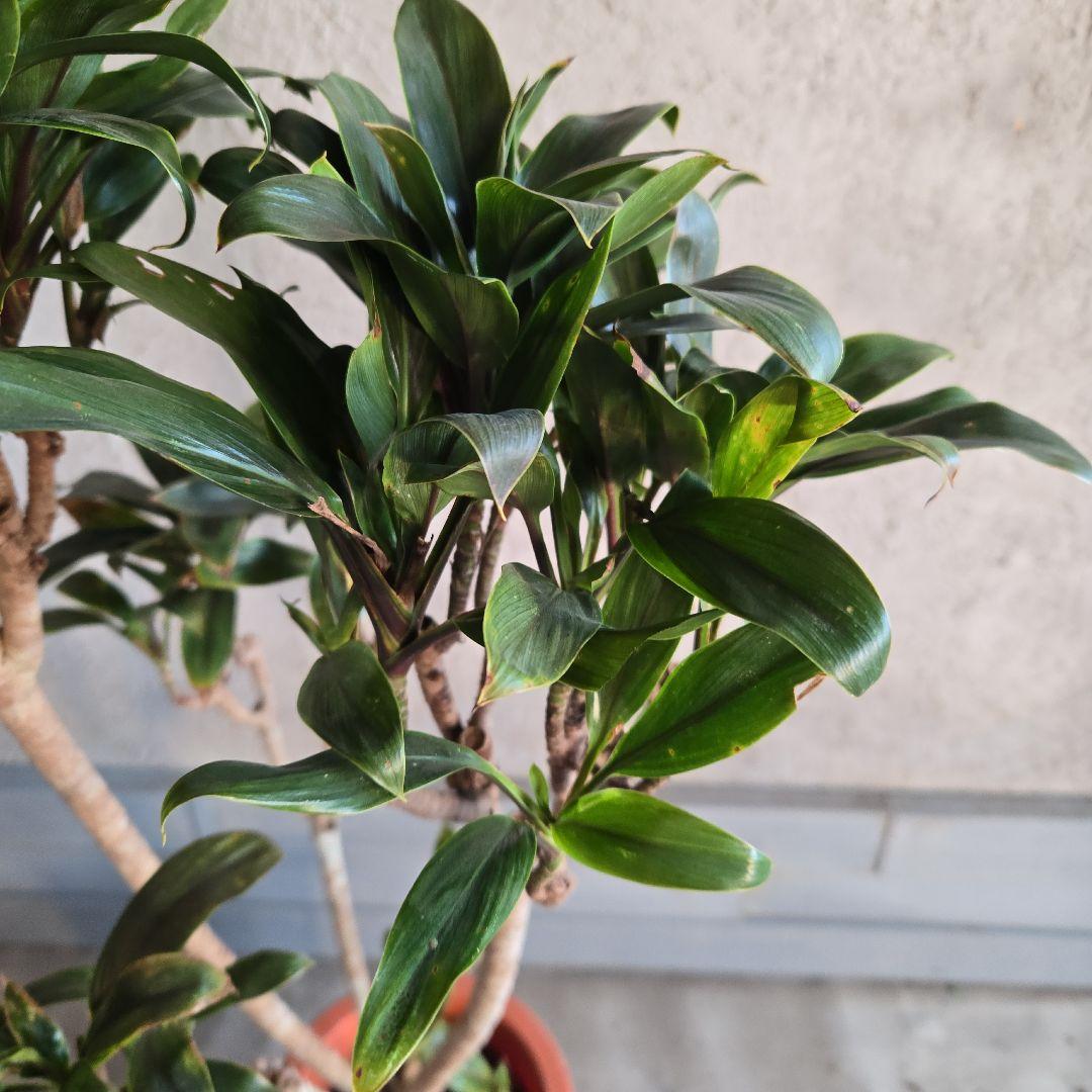 ⑪　コルジリネ　パープルコンダクター　8号　特大苗木最高等級極上品‼️