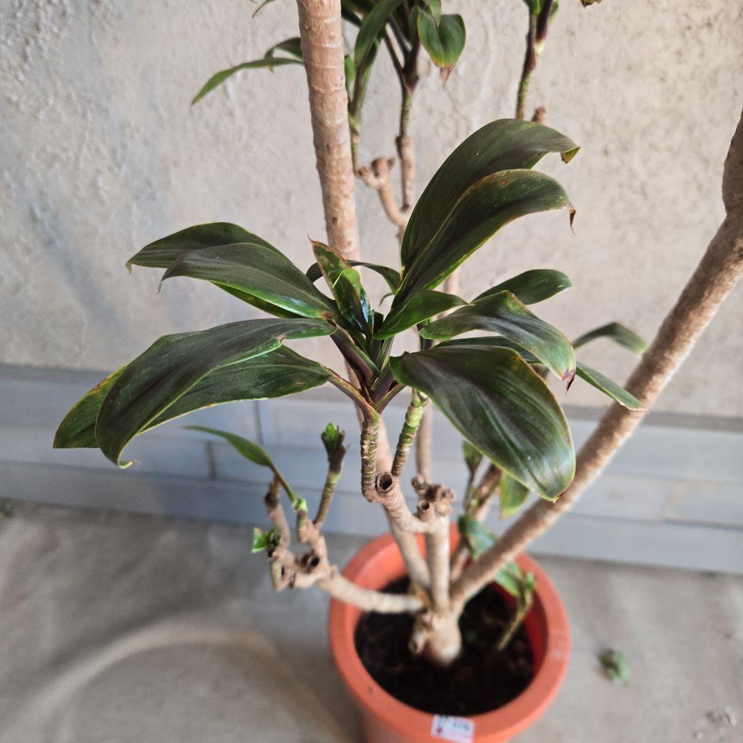 ⑪　コルジリネ　パープルコンダクター　8号　特大苗木最高等級極上品‼️