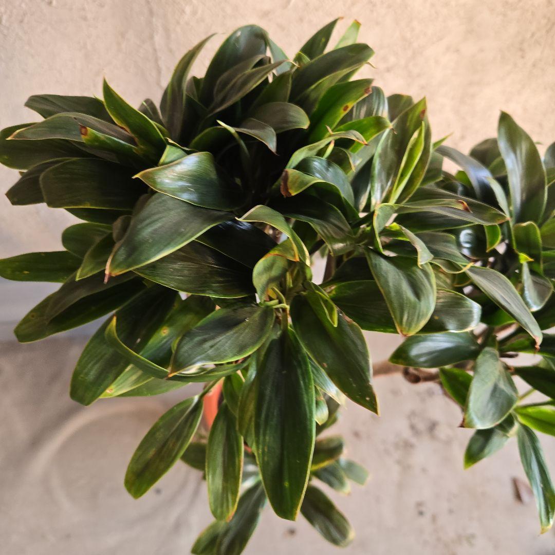 ⑪　コルジリネ　パープルコンダクター　8号　特大苗木最高等級極上品‼️