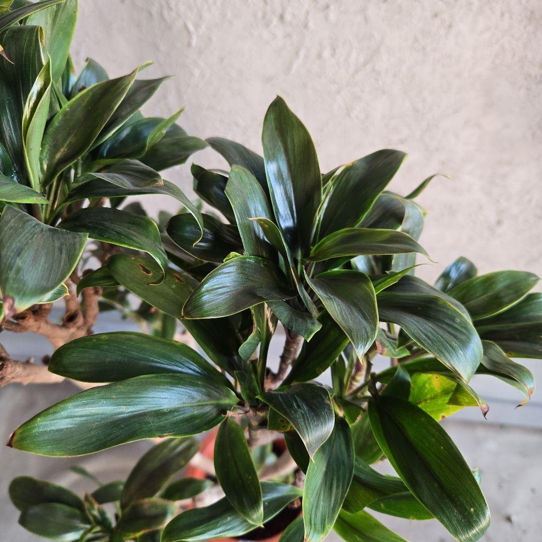 ⑪　コルジリネ　パープルコンダクター　8号　特大苗木最高等級極上品‼️