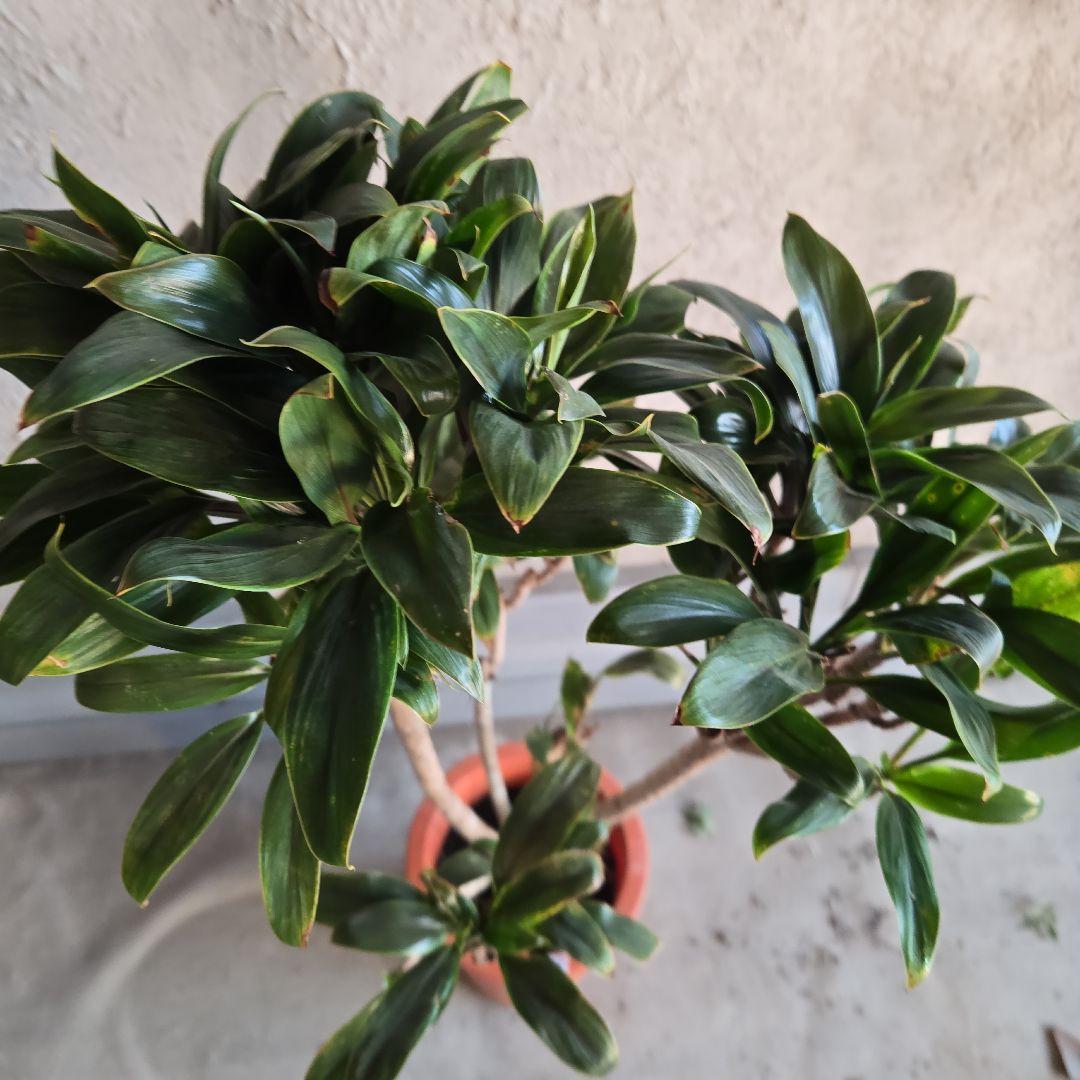 ⑪　コルジリネ　パープルコンダクター　8号　特大苗木最高等級極上品‼️