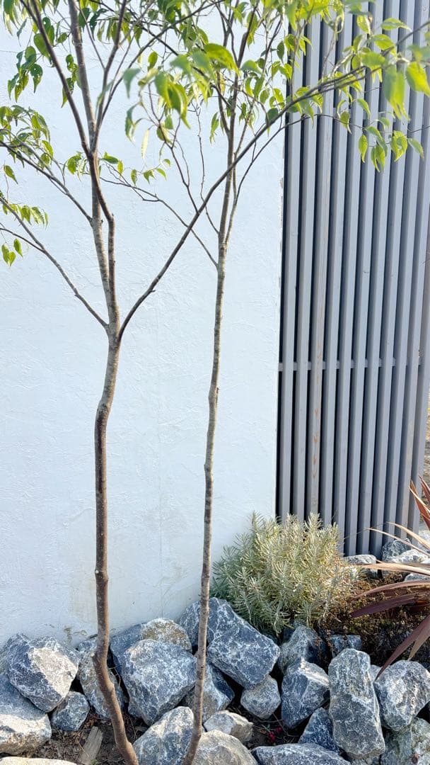 超逸品。山採りハイノキ株立ち2.4M(鉢底から)