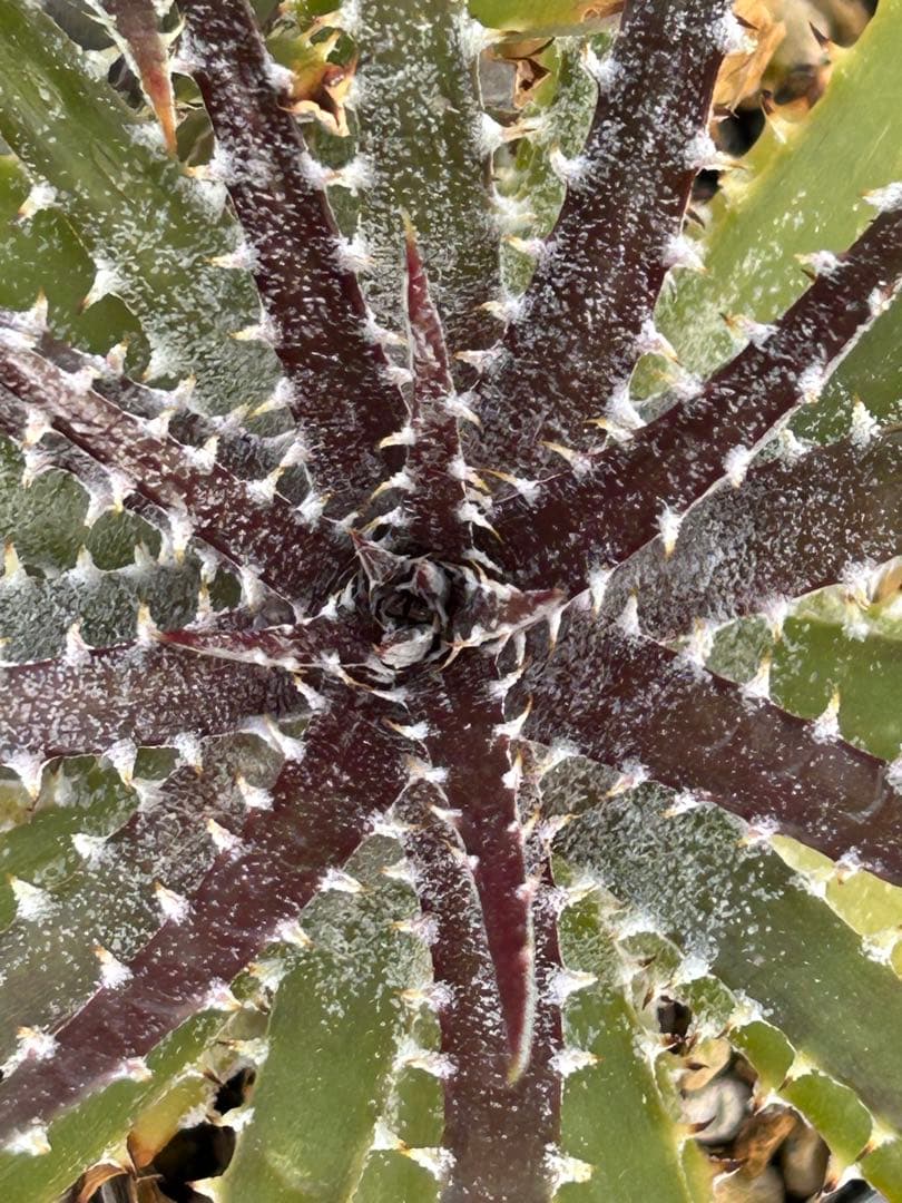 DBディッキア Dyckia Bill Baker hyb #231 - メルカリ