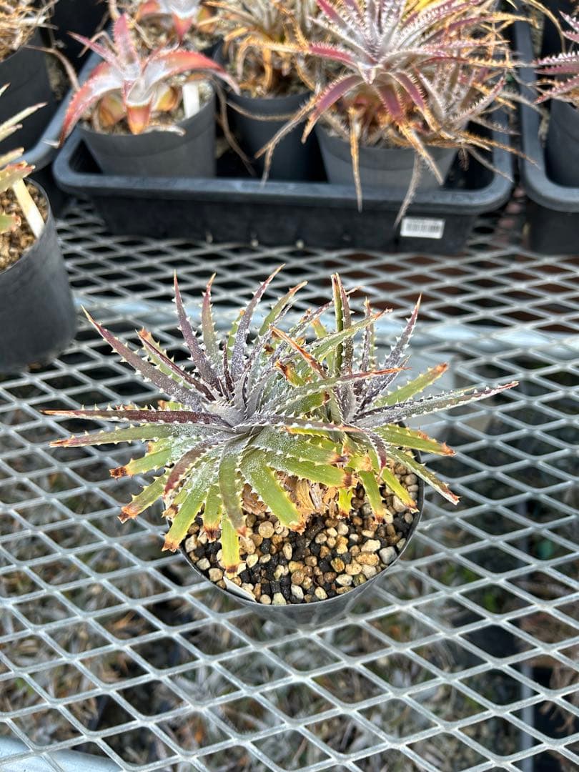 DBディッキア Dyckia Bill Baker hyb #231 - メルカリ