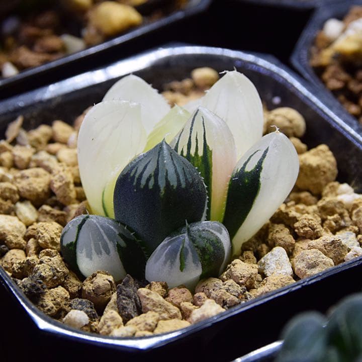 ハオルチア 大窓ブラックオブツーサ錦 極上斑 - メルカリ