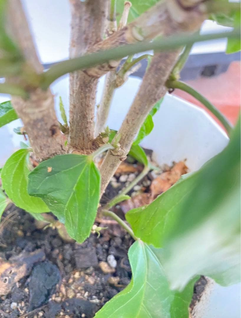 椿様ご確認用〜ハイビスカス　ビーチボール〜