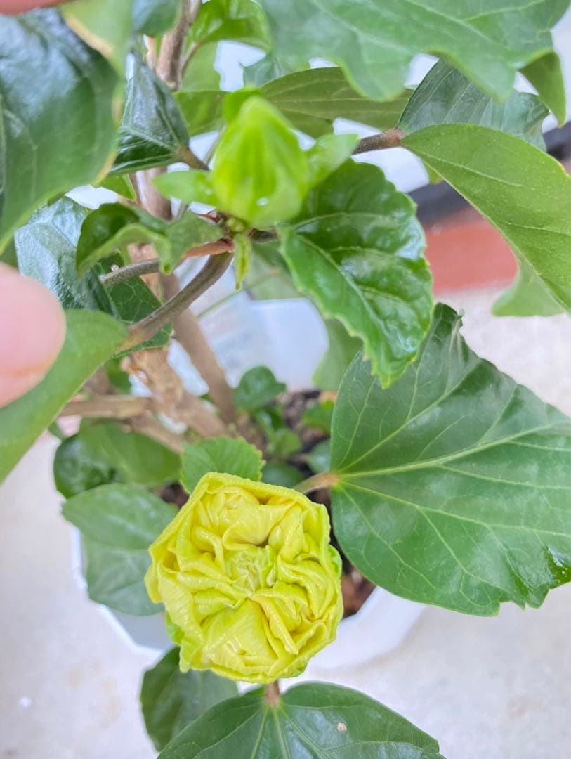 椿様ご確認用〜ハイビスカス　ビーチボール〜