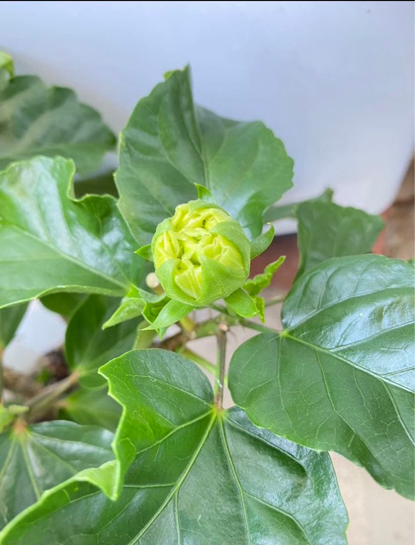 椿様ご確認用〜ハイビスカス　ビーチボール〜