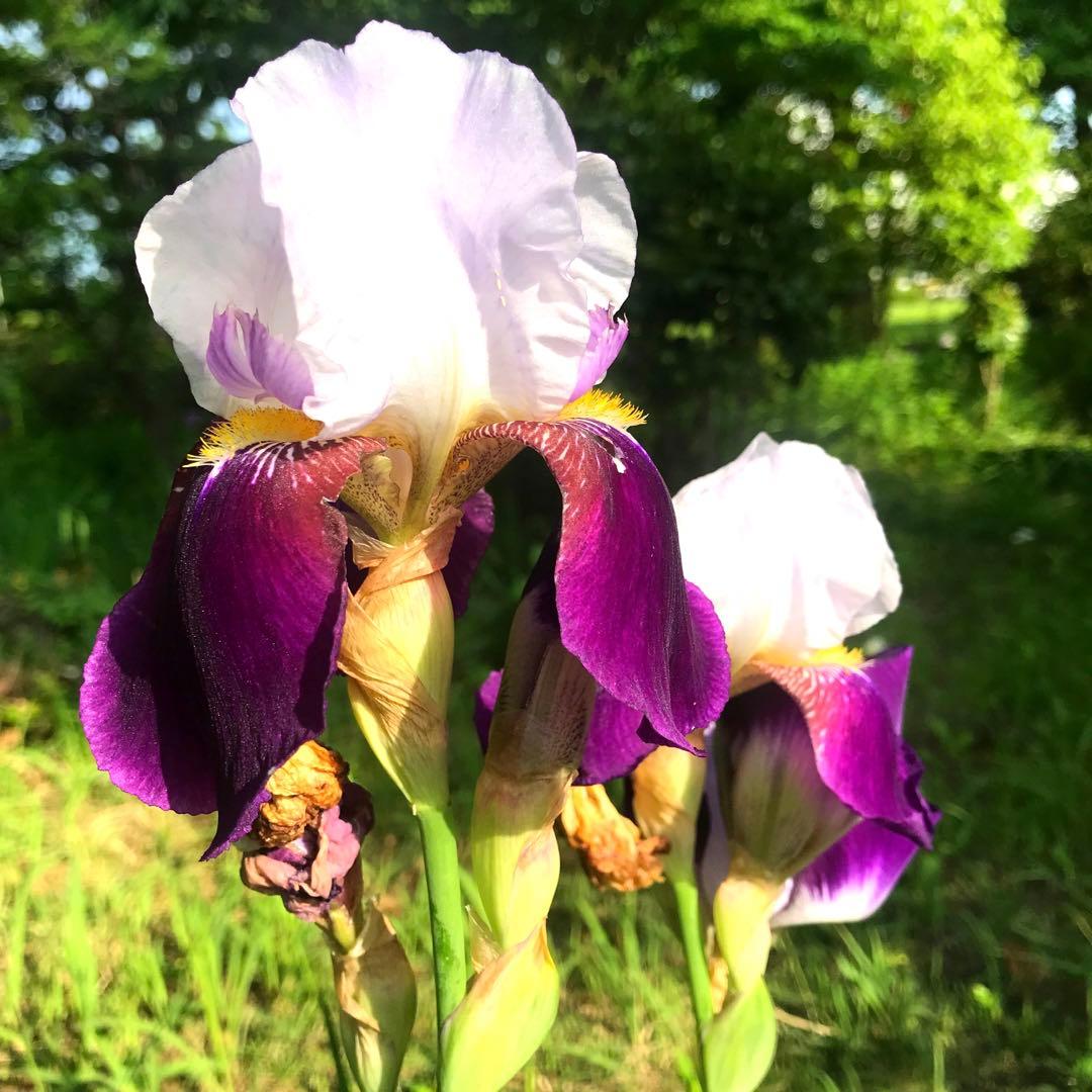 諸星加護の秘符(星　占星術　星占い　星の配置　運行　災難除け　護符　霊符　お守り