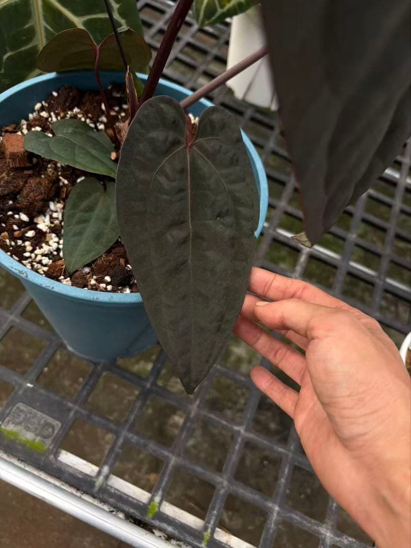 Anthurium Ace of Spades脇芽