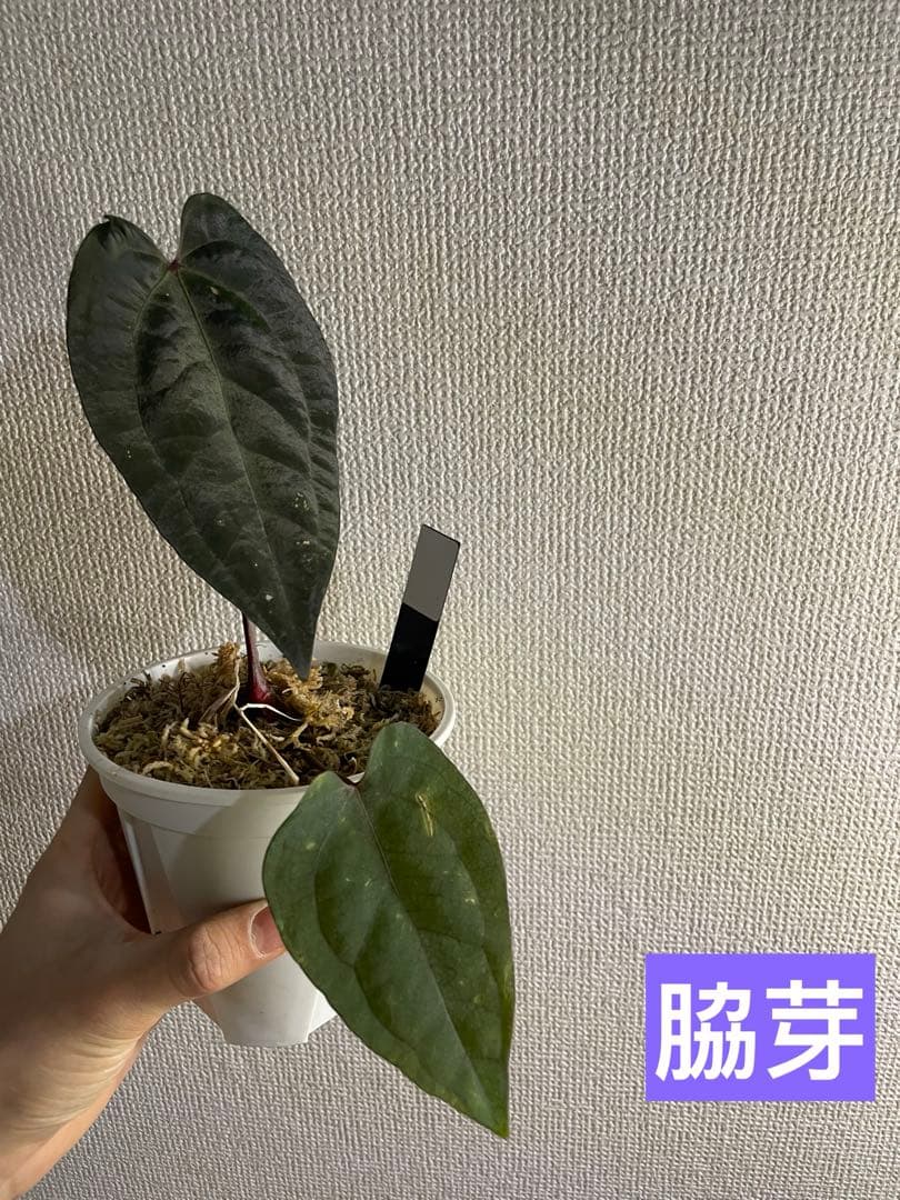 Anthurium Ace of Spades脇芽