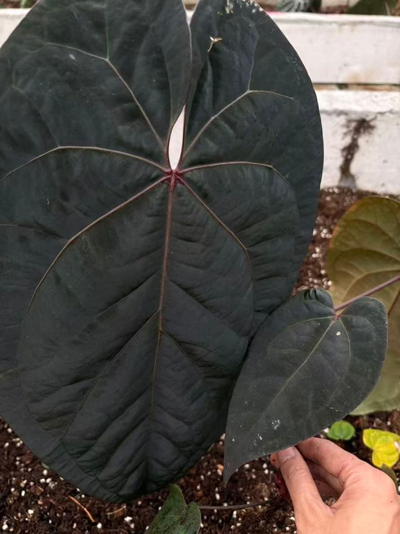 Anthurium Ace of Spades脇芽