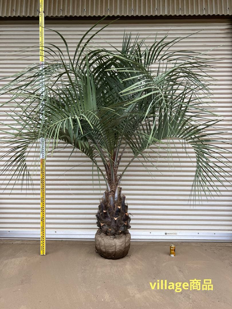 ココスヤシ（249）シルバーリーフ極太幹