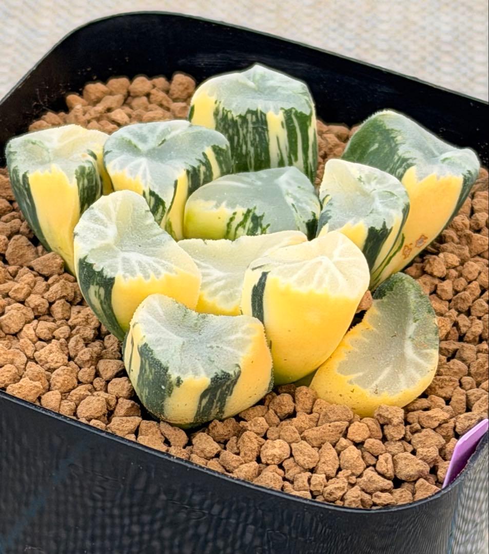 ハオルチア　万象錦　覇王　極上斑