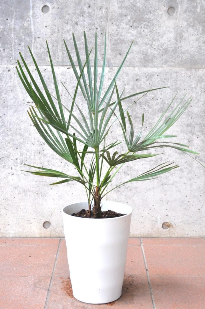 チャメロプス フミリス セリフェラ 78cm 7号　Chamaerops