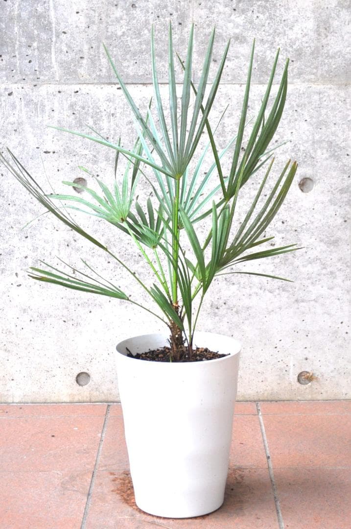 チャメロプス フミリス セリフェラ 78cm 7号　Chamaerops