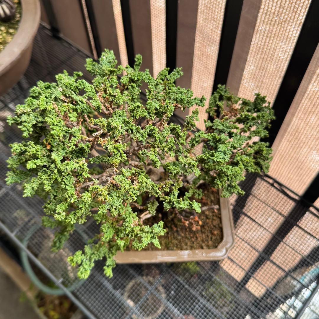 石化檜 石化ヒノキ 盆栽