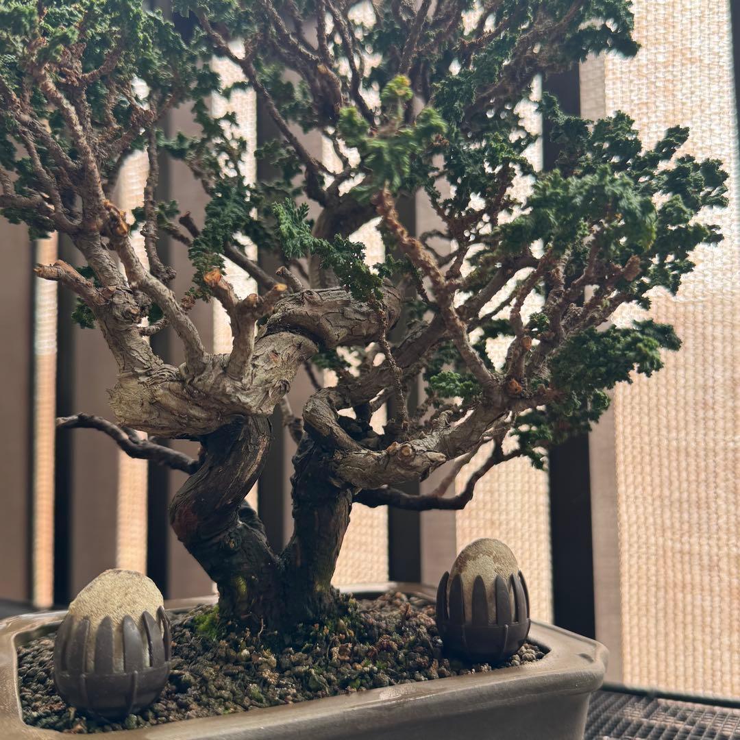 石化檜 石化ヒノキ 盆栽