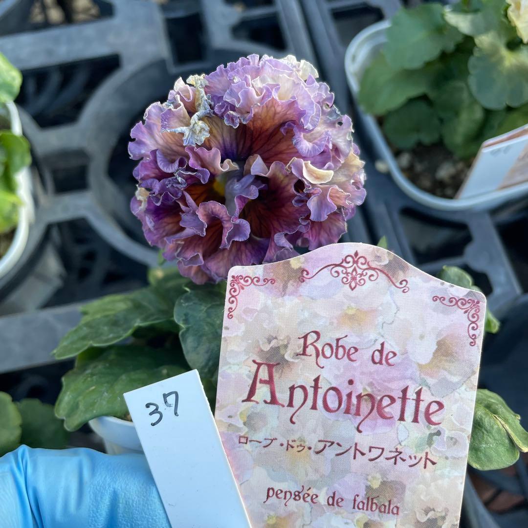 加藤農園 セミダブル 同梱可能