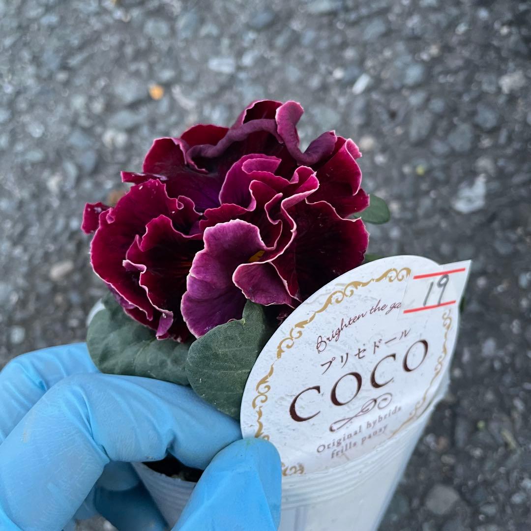 加藤農園 セミダブル 同梱可能