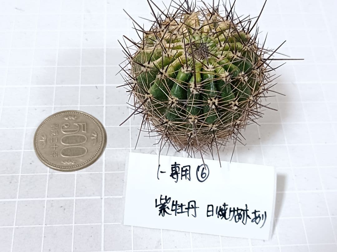 1-保護猫ファミリー商品　花サボテン