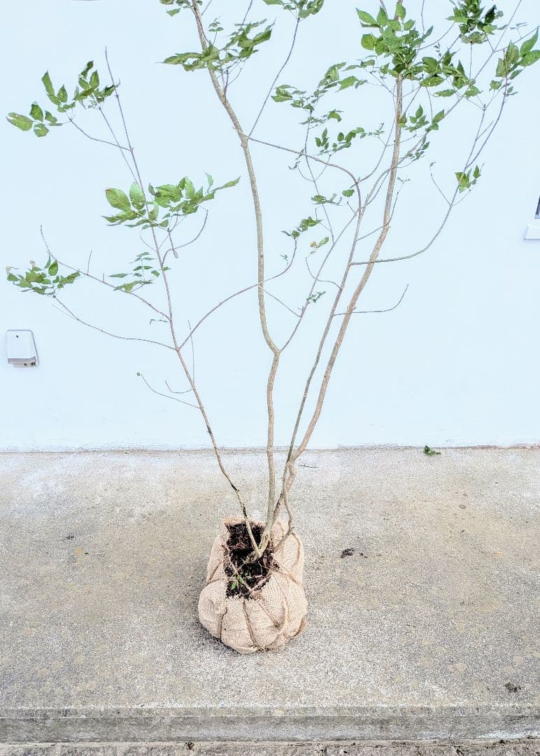 これが山採り！天然アオダモ株。