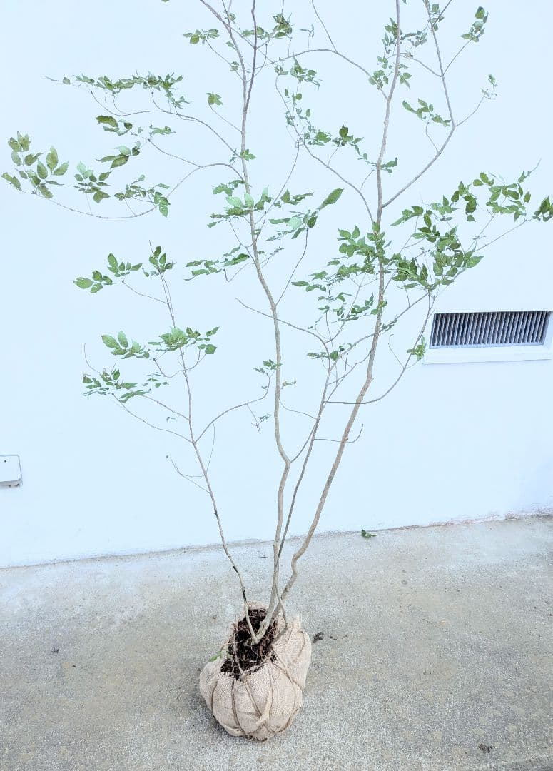 これが山採り！天然アオダモ株。